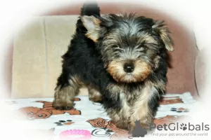 Photo №2 to announcement № 8463 for the sale of yorkshire terrier - buy in Russian Federation breeder