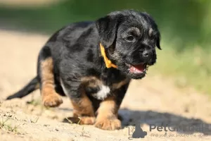 Additional photos: border terrier puppies