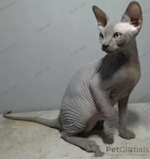 Photo №3. Sphynx high quality blue kitten.. United Kingdom