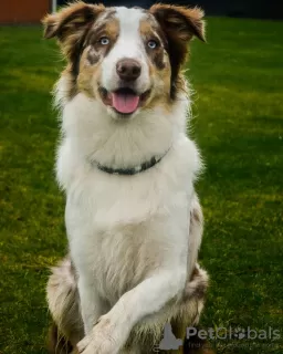 Photo №1. border collie - for sale in the city of Kiev | 370$ | Announcement № 81306