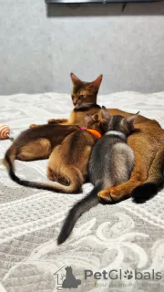 Additional photos: Elite Abyssinian kittens