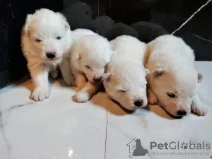 Photo №1. samoyed dog - for sale in the city of Minsk | 740$ | Announcement № 42516