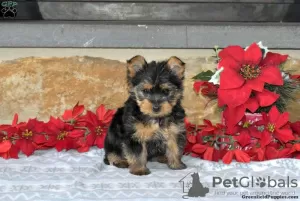 Photo №1. yorkshire terrier - for sale in the city of Hannover | 571$ | Announcement № 63838