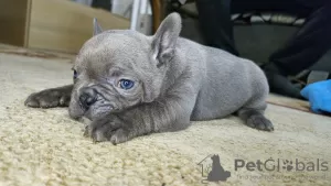 Photo №2 to announcement № 124830 for the sale of french bulldog - buy in Belarus private announcement