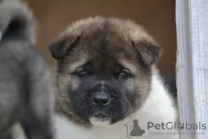 Additional photos: American akita