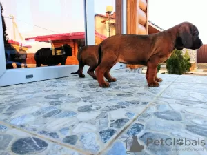 Photo №1. bavarian mountain hound - for sale in the city of Лида | negotiated | Announcement № 10171