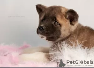 Additional photos: Breeding nursery offers puppies of different breeds