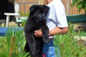 Additional photos: German shepherd puppy, girl, black, metric KSU / FCI, 67 days