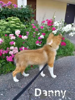 Photo №4. I will sell shetland sheepdog in the city of Kohtla-Järve. from nursery - price - negotiated