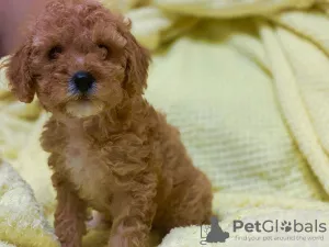 Photo №1. poodle (toy) - for sale in the city of Krasnodar | 505$ | Announcement № 8117