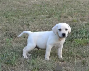 Photo №1. labrador retriever - for sale in the city of Stubline | negotiated | Announcement № 111767