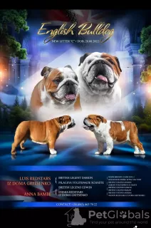 Photo №1. english bulldog - for sale in the city of Zaporizhia | 10000$ | Announcement № 31242