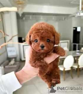 Photo №2 to announcement № 100922 for the sale of poodle (toy) - buy in Germany private announcement, breeder