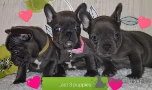 Photo №1. french bulldog - for sale in the city of Штутгарт | 581$ | Announcement № 127108