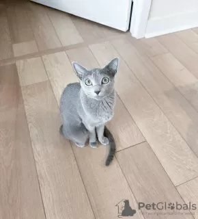 Photo №3. Russian Blue kitten available for adoption. United States