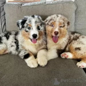 Photo №1. australian shepherd - for sale in the city of Юрбаркас | 359$ | Announcement № 37100