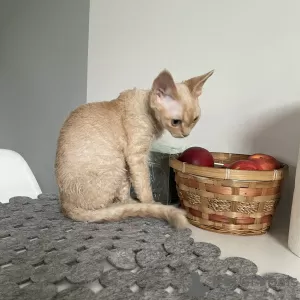 Photo №1. devon rex - for sale in the city of Brodnica | 988$ | Announcement № 22755