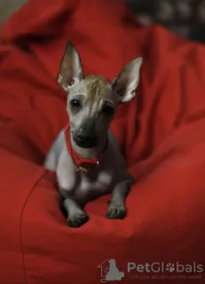 Photo №3. Xoloitzcuintle mini. Russian Federation