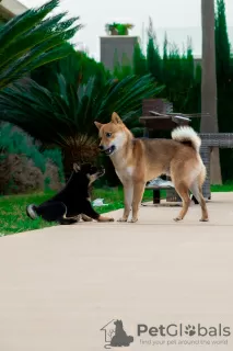 Additional photos: Black Shiba Inu Puppy (rare color)