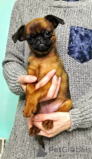 Photo №3. Puppies for sale petit brabancon. Russian Federation