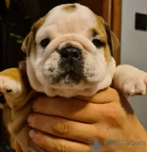 Additional photos: English bulldog boy