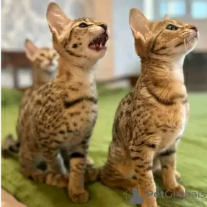 Photo №1. savannah cat - for sale in the city of Bern | Is free | Announcement № 121753