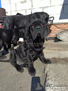 Additional photos: Neapolitan Mastiff puppies are the best