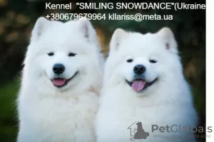 Photo №4. Mating samoyed dog in Ukraine. Announcement № 8402