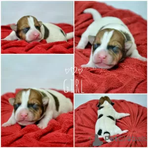 Additional photos: Booking Jack Russell puppies from the kennel for May-June