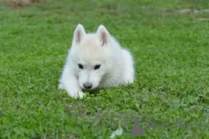 Additional photos: Siberian Husky puppy dog