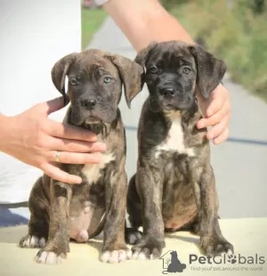 Additional photos: Cane Corso puppies for sale