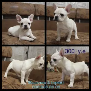 Additional photos: Cream. Cream and cream gene french bulldogs