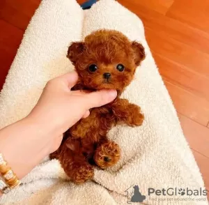 Photo №1. poodle (toy) - for sale in the city of Helsinki | 424$ | Announcement № 130401