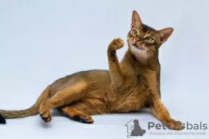 Additional photos: Zhorik is a young Abyssinian cat.