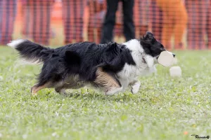 Photo №4. Mating border collie in France. Announcement № 6947