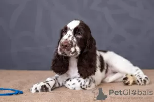 Photo №2 to announcement № 11178 for the sale of english springer spaniel - buy in Ukraine from nursery, breeder