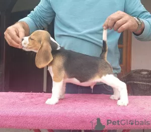 Additional photos: Beagle puppies for sale