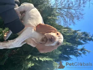 Additional photos: Bracco Italiano Puppies