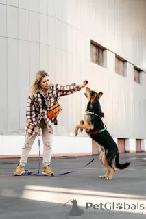 Additional photos: Mixed German Shepherd Count in good hands