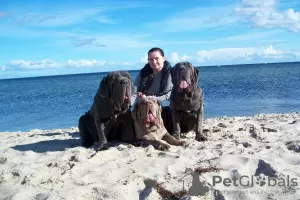 Photo №2 to announcement № 15814 for the sale of neapolitan mastiff - buy in Poland breeder