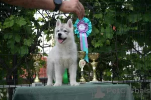 Photo №4. I will sell siberian husky in the city of Knjazevac.  - price - negotiated