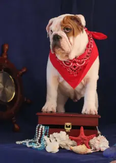 Additional photos: English bulldog