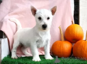 Photo №2 to announcement № 44771 for the sale of west highland white terrier - buy in Germany 