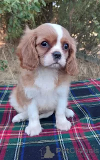 Photo №3. Female cavalier king charles spaniel. Ukraine