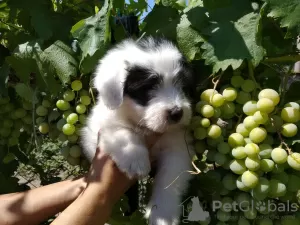 Additional photos: Odis national Ukrainian breed