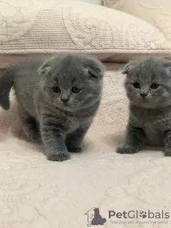 Photo №3. Stunning Pedigree GCCF Scottish Fold kIttens. Czech Republic