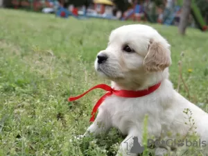 Additional photos: golden retriever puppies