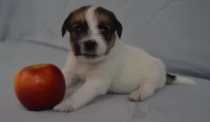 Photo №3. Jack Russell puppies. Russian Federation