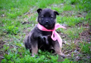 Photo №4. I will sell non-pedigree dogs in the city of Minsk. private announcement - price - Is free