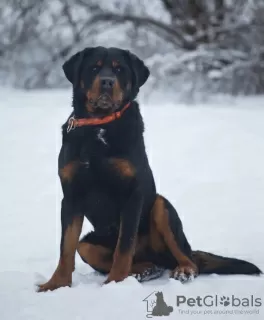 Photo №2 to announcement № 97014 for the sale of rottweiler - buy in Russian Federation private announcement